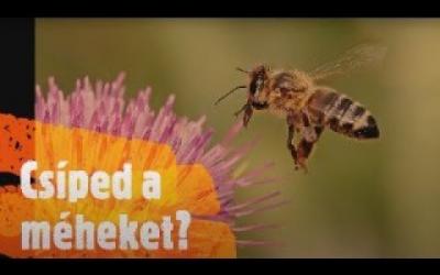 Embedded thumbnail for Csíped a méheket?